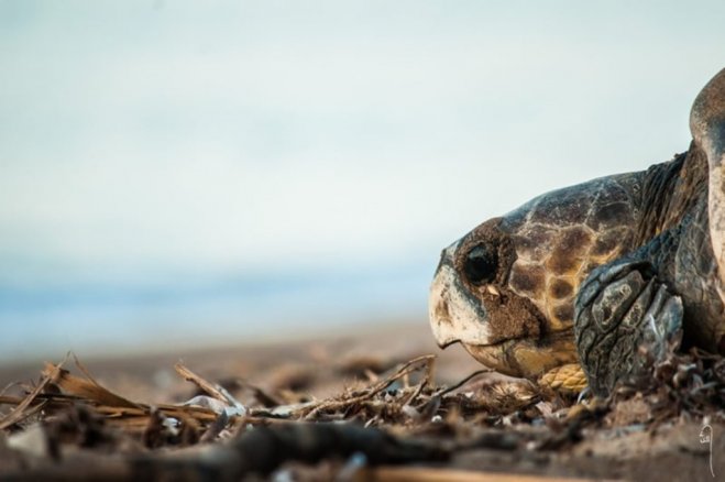 Meeresschildkröte (© ARCHELON)