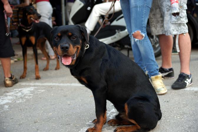 Drakonische Strafen für Athener Hundebesitzer