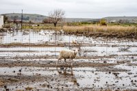 Unser Foto (© Eurokinissi) entstand nach den Überschwemmungen auf der Insel Limnos Ende 2024.