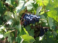 Weintraubenklauen in Kreta – missglückt!