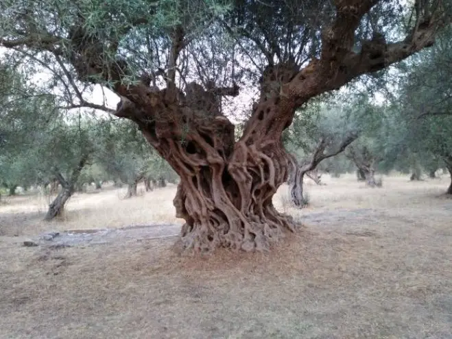 Foto:(© Griechenland Zeitung / Jan Hübel)