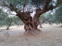 Foto:(© Griechenland Zeitung / Jan Hübel)