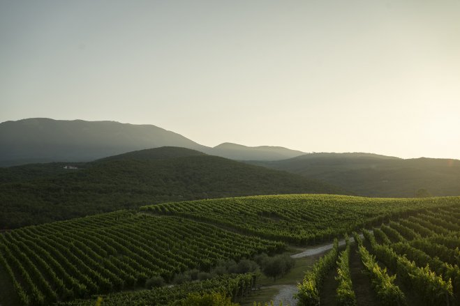 Das Foto (© musique.gr) zeigt den Ausblick auf die Weinplantage von Kir-Yianni.