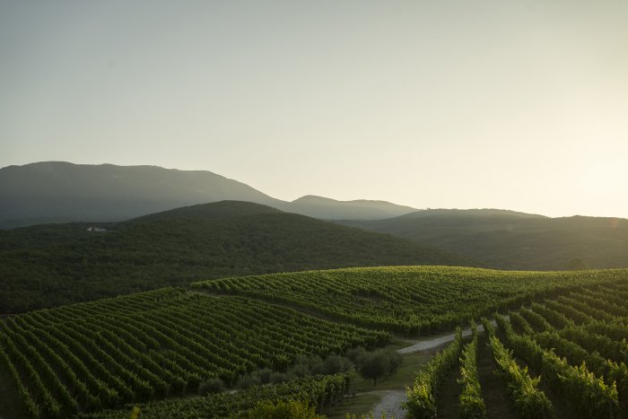 Das Foto (© musique.gr) zeigt den Ausblick auf die Weinplantage von Kir-Yianni.