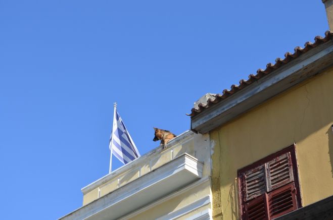 Umstrittene Gesetzesnovelle für den Tierschutz in Griechenland zurückgezogen