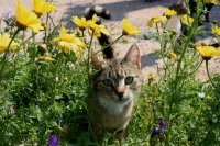 Unser Archivfoto (© Griechenland Zeitung / Jan Hübel)