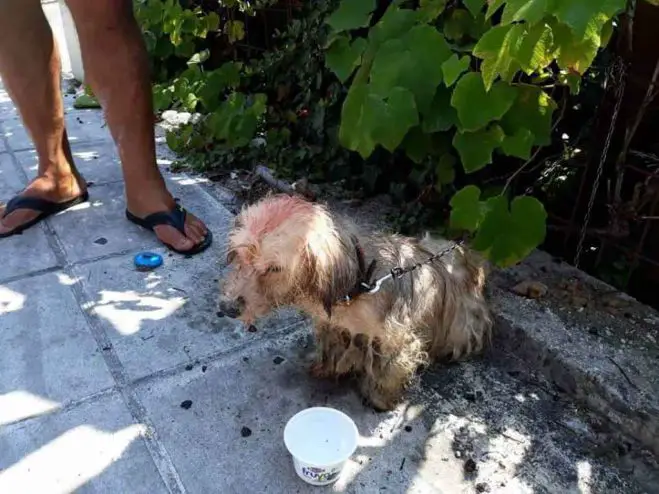 Tierquälerei auf Korfu – Mann festgenommen