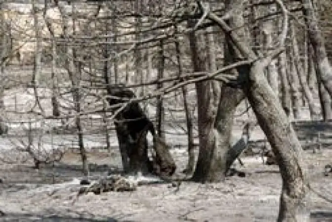 Regierung beschließt Wiederaufforstung und Entschädigung