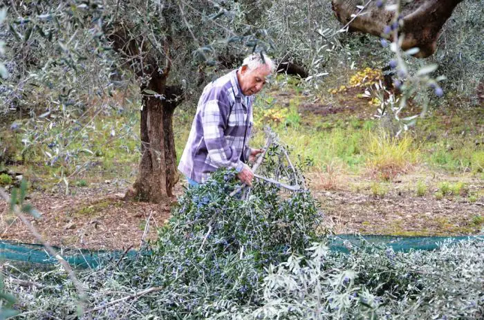Das „Grüne Gold“ am Golf von Korinth