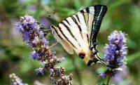 Unser Foto (© Horst Schäfer) aus dem Buch „die Natur Griechenlands“ zeigt einen Segelfalters (Iphiclides podalirius). Das Foto wurde auf Samothraki ausgenommen.