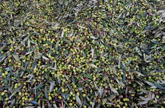 Eines der stärkste Exportwaren Griechenlands: Olivenprodukte und Olivenöl. Archivfoto (© Eurokinissi)