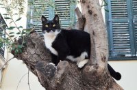 Unser Archivfoto (© Griechenland Zeitung / Jan Hübel)