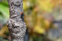 Unser illustrierendes Foto (© Griechenland Zeitung / Jan Hübel) entstand auf der Peloponnes. Es handelt sich hier um eine andere Spinnenart als im Text angegeben; das Foto dient zur Illustration dieses Beitrages.