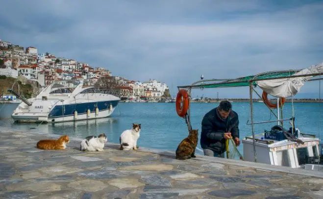 Unser Archivfoto (© Eurokinissi) zeigt einen Fischer im Hafen von Skopelos