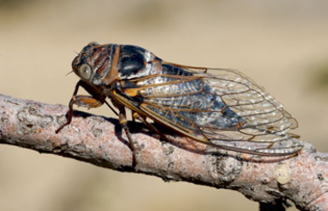 Foto: Die Gemeine Zikade (Lyristes plebeja), Samothraki, ist tagsüber an ihrem lauten, charakteristischen Schwirrlaut gut zu erkennen, wird aber wegen ihrer guten Tarnung kaum entdeckt. (Foto: © Horst Schäfer)