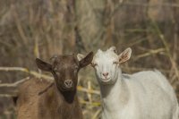 Die Insel Samothraki feiert erstes Ziegenfest