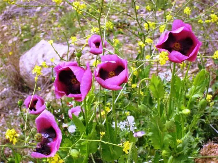 Foto (© GZwa): Blühender borstiger Mohn.