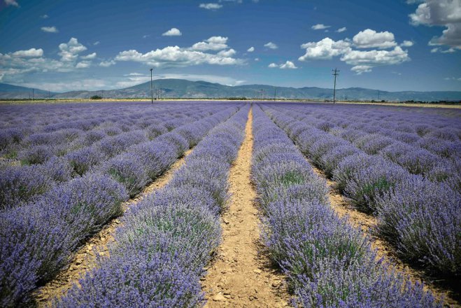 Unser Beispielsfoto (© Eurokinissi) zeigt ein Lavendel-Feld in Thessalien.  