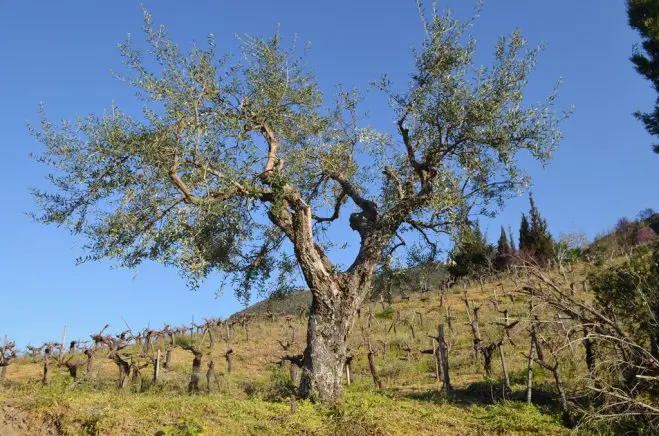 Archivfoto (© GZ / Jan Hübel)