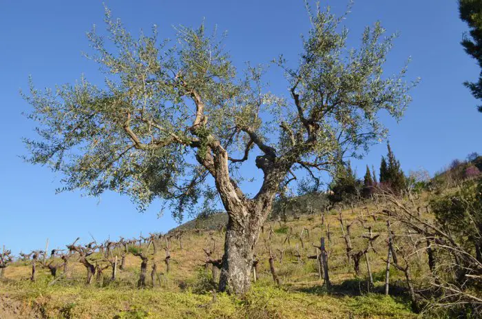 Archivfoto (© GZ / Jan Hübel)