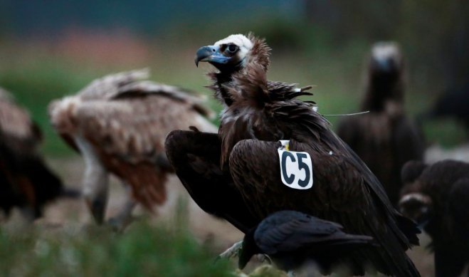 Unser Archivfoto (© Eurokinissi) zeigt Mönchsgeier im nordgriechischen Nationalpark Dadia-Lefkimmi-Soufli.