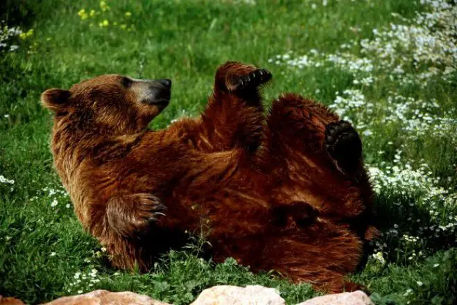 Unser Foto (© Eurokinissi) von einem Braunbär entstand im Attica Zoological Park.