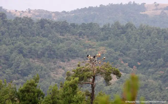 Die Raubvögel bauten in Dadia in den Wipfeln uralter Bäume ihre Nester. (Foto:© Margarita Tzali / Elliniki Ornithologiki Etaireia)
