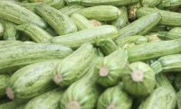 Foto (© Eurokinissi): Zucchinis, das absolute Sommergemüse!
