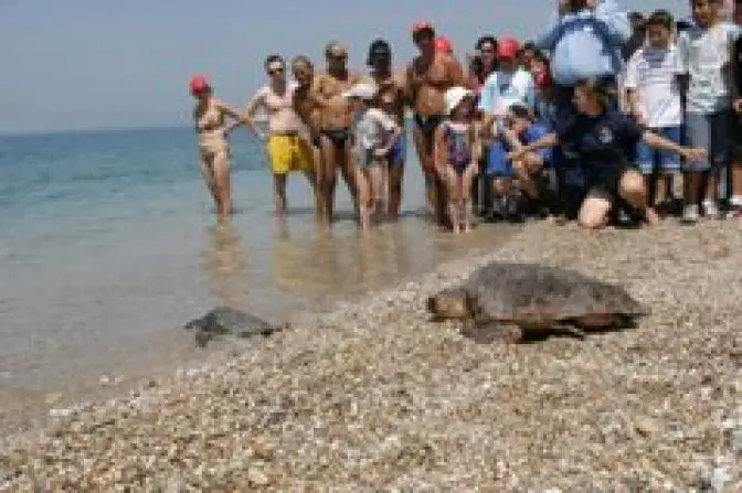 Auf Zakynthos sind bereits die ersten Meeresschildkröten geschlüpft