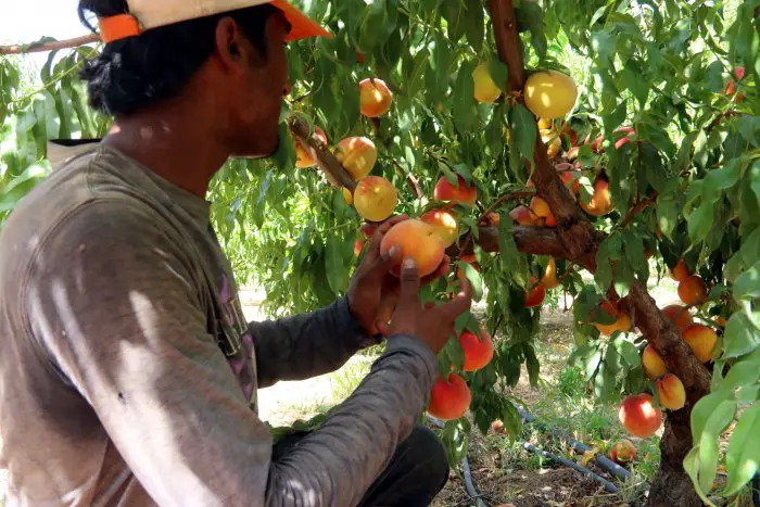Unsere Fotos (© Eurokinissi) entstanden bei der Pfirsichernte in Griechenland.