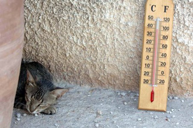 &quot;Es ist heiß ...&quot;, denkt sich auch das Kätzchen. (Foto: © Eurokinissi/Archiv) 