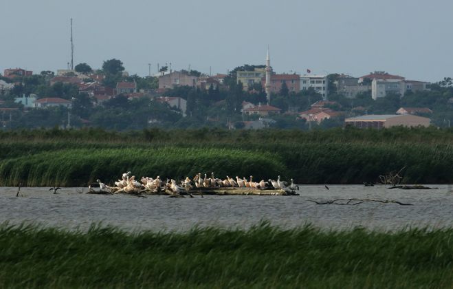 Unser Foto (© Eurokinissi) entstand am Evros. Abgebildet sind Pelikane. Im Hintergrund weht die türkische Flagge.