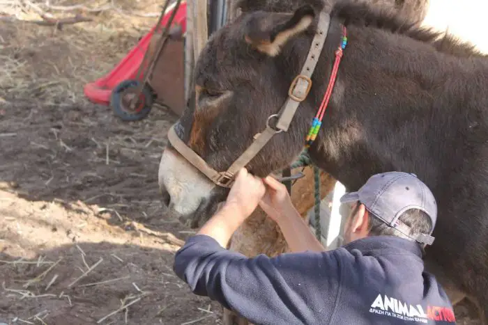 Foto © Santorini Animal Welfare Association-SAWA / Tierschutzorganisation SAWA nimmt einen Esel auf 