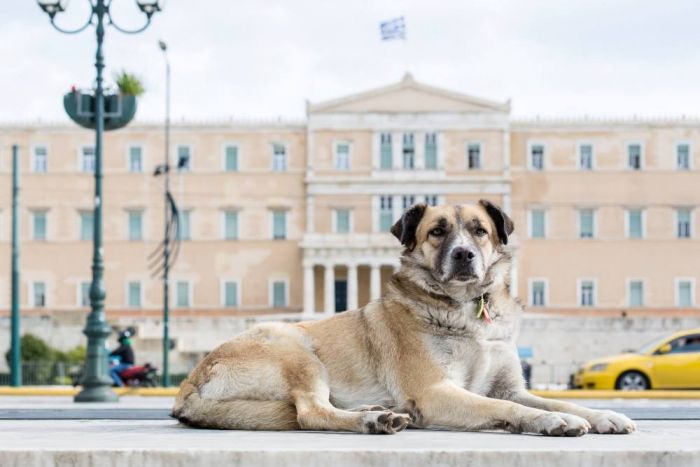 Unser Archivfoto (© Eleni Kougionis) zeigt das Parlamentsgebäude am Syntagma-Platz. 