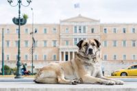 Unser Archivfoto (© Eleni Kougionis) zeigt das Parlamentsgebäude am Syntagma-Platz. 