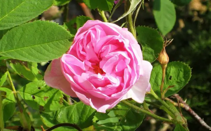 Foto (© Griechenland Zeitung / wa): Damaszener Rosenblüte - Το τριαντάφυλλο 