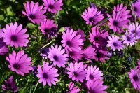 Archivfoto (© Griechenland Zeitung / jh)