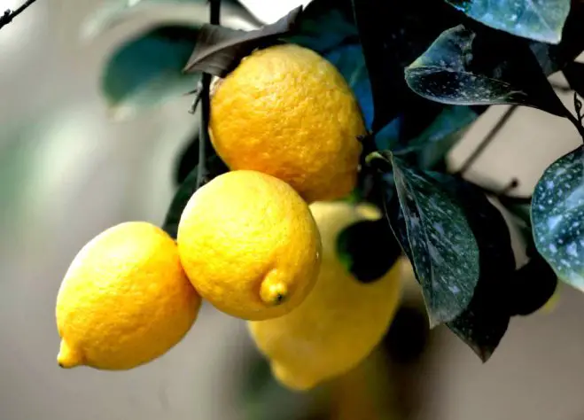 Die gelben Zitrusfrüchte versprühen unwiderstehlichen, mediterranen Charme. (Foto: ek/Archiv)