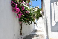 Unser Archivfoto (© Griechenland Zeitung / Jan Hübel) entstand auf der Insel Poros.