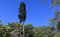Himmel über dem Nationalgarten Athen (Foto: © Svea Mauersberger)