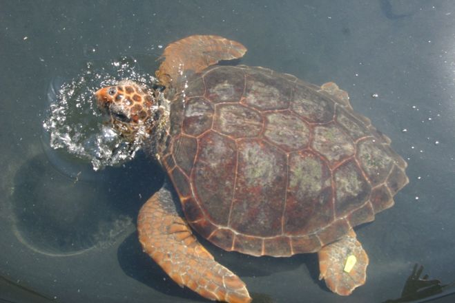 Schildkrötenschutz: Keine Nachtflüge über Zakynthos bis 2024