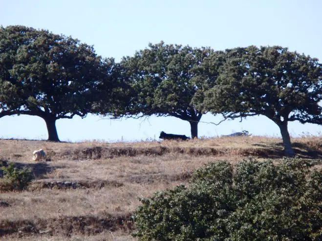 Eichenbäume auf der Insel Kea (Fotos: GZmm)