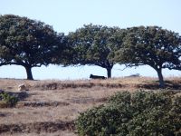 Eichenbäume auf der Insel Kea (Fotos: GZmm)