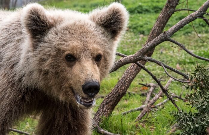 Verwaiste Bärenbabys sicher in Naturzentrum untergebracht