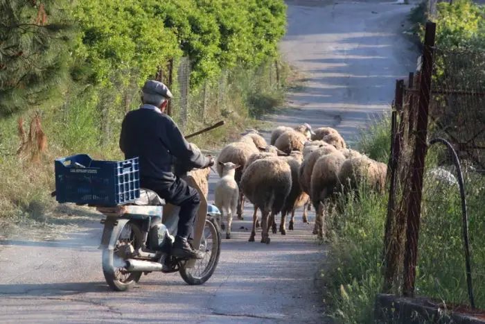 Tierkrankheiten dezimieren Herden in Griechenland