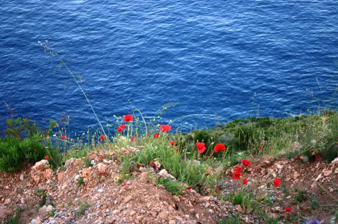 Foto (© Griechenland Zeitung / Jan Hübel): Frühling auf der Peloponnes