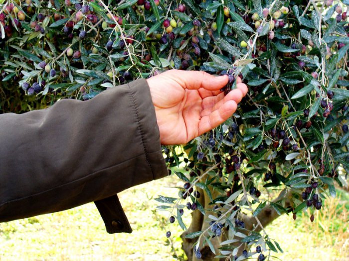 Die Olive – ein Schatz (Foto: GZms)
