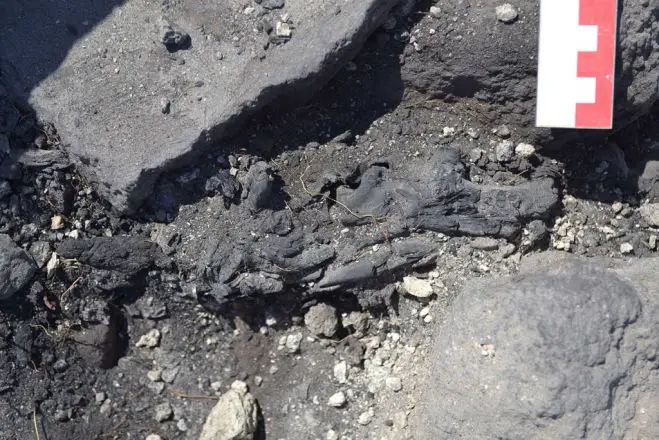 Das unscheinbare kleine Stück Olivenholz (Foto © yppo)