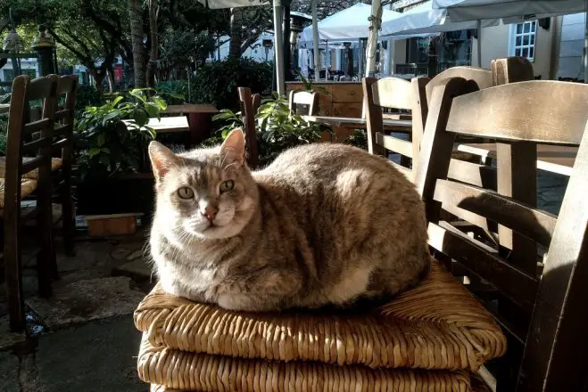 Ein Katzenleben in Griechenland (Foto: ek/Archiv)