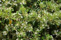 Archivfoto (© Griechenland Zeitung / jh)